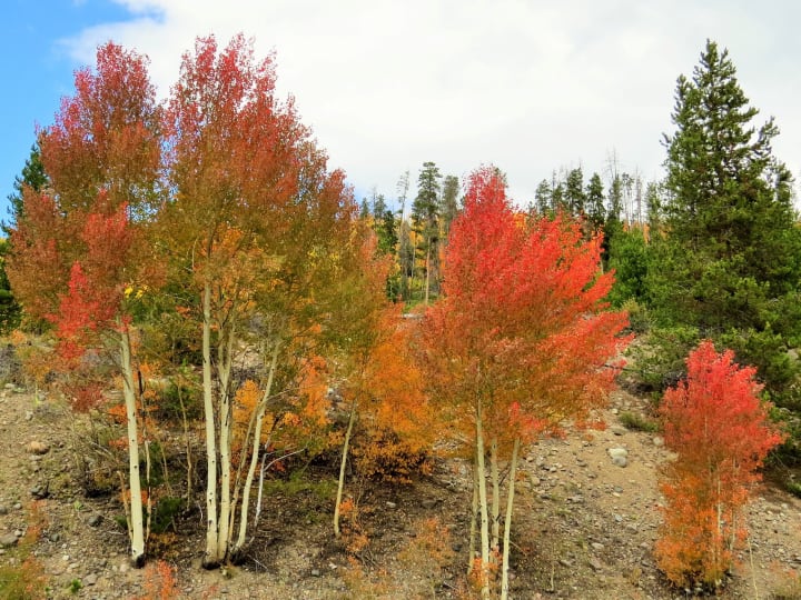 colorful aspen stand